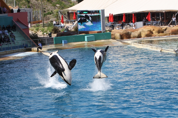 Marineland - Orgues - 069